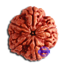 Load image into Gallery viewer, 5 Mukhi Rudraksha from Nepal - Bead No. 401
