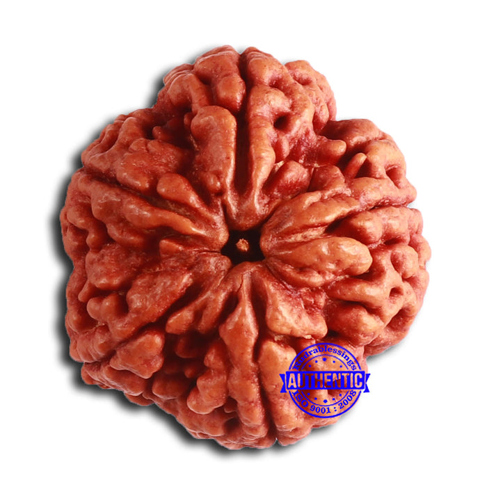 5 Mukhi Rudraksha from Nepal - Bead No. 401