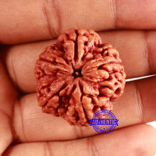 Load image into Gallery viewer, 5 Mukhi Rudraksha from Nepal - Bead No. 401
