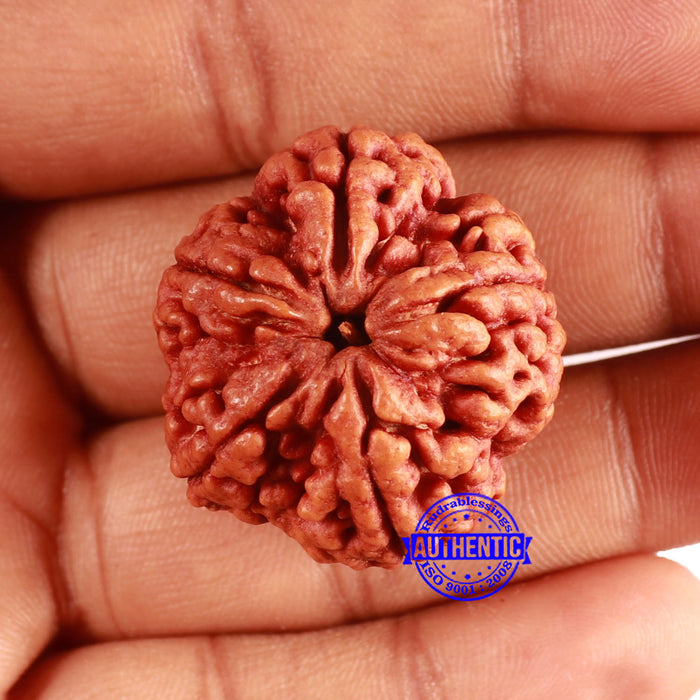 5 Mukhi Rudraksha from Nepal - Bead No. 401