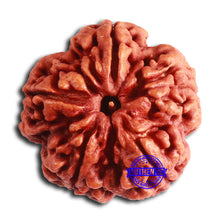 Load image into Gallery viewer, 5 Mukhi Rudraksha from Nepal - Bead No. 402
