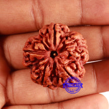 Load image into Gallery viewer, 5 Mukhi Rudraksha from Nepal - Bead No. 402
