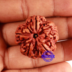 5 Mukhi Rudraksha from Nepal - Bead No. 402