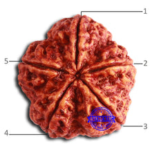 Load image into Gallery viewer, 5 Mukhi Rudraksha from Nepal - Bead No. 403

