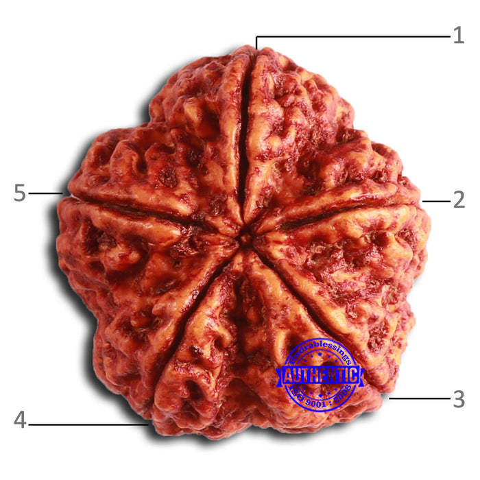 5 Mukhi Rudraksha from Nepal - Bead No. 403