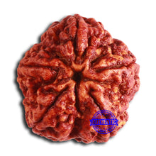 Load image into Gallery viewer, 5 Mukhi Rudraksha from Nepal - Bead No. 403

