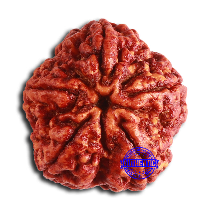 5 Mukhi Rudraksha from Nepal - Bead No. 403