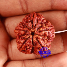 Load image into Gallery viewer, 5 Mukhi Rudraksha from Nepal - Bead No. 403
