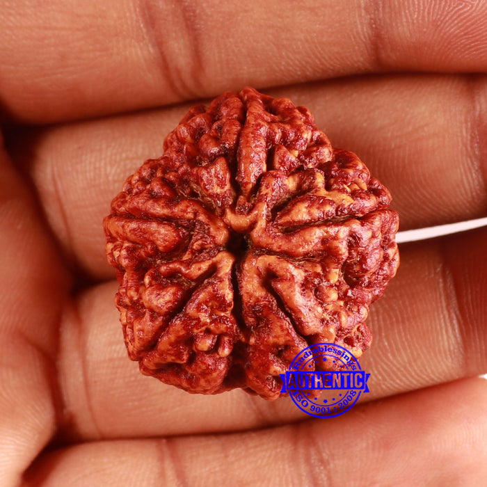 5 Mukhi Rudraksha from Nepal - Bead No. 403