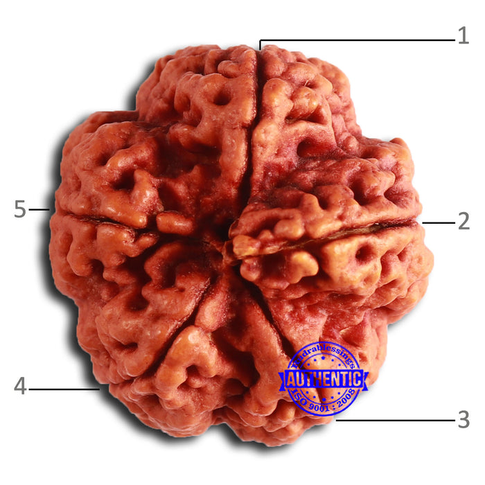 5 Mukhi Rudraksha Ganesh from Nepal - Bead No. 404
