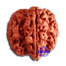 Load image into Gallery viewer, 5 Mukhi Rudraksha Ganesh from Nepal - Bead No. 404
