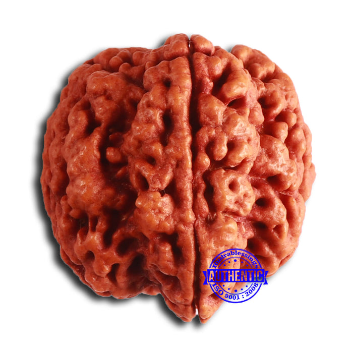 5 Mukhi Rudraksha Ganesh from Nepal - Bead No. 404