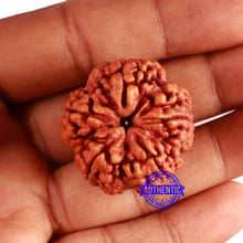 Load image into Gallery viewer, 5 Mukhi Rudraksha Ganesh from Nepal - Bead No. 404
