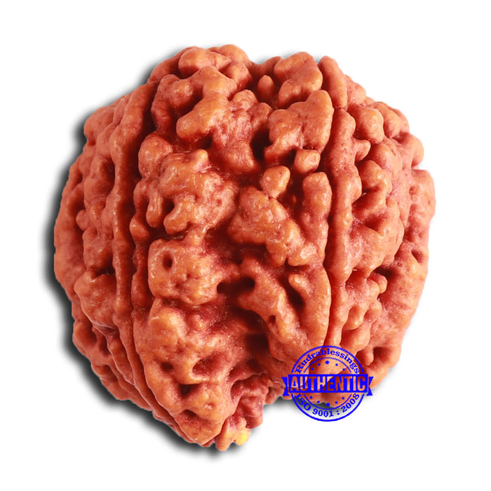 5 Mukhi Rudraksha Ganesh from Nepal - Bead No. 404
