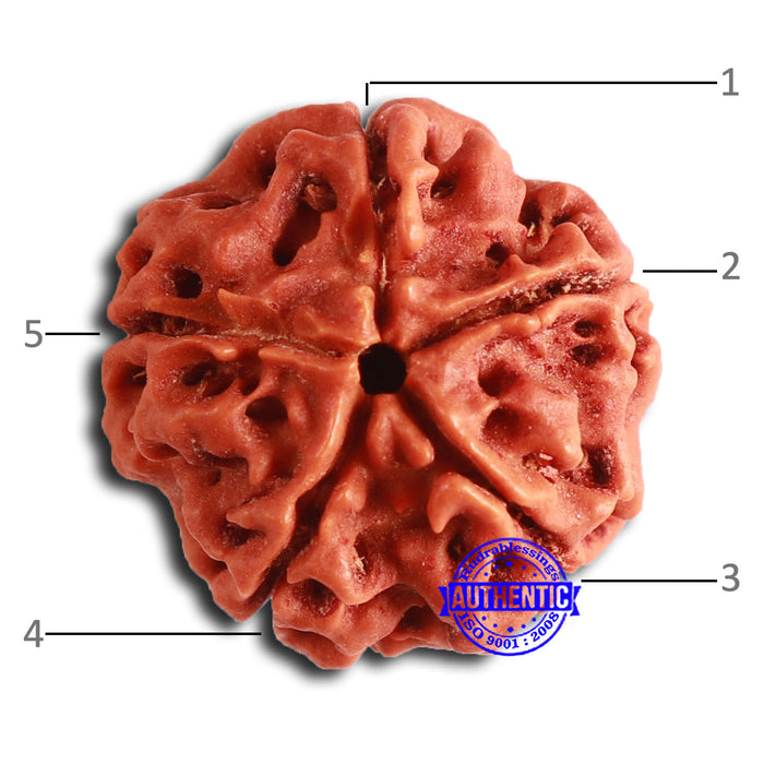 5 Mukhi Rudraksha from Nepal - Bead No. 406