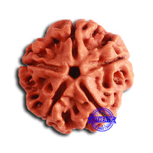 Load image into Gallery viewer, 5 Mukhi Rudraksha from Nepal - Bead No. 406
