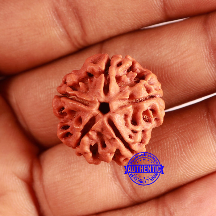 5 Mukhi Rudraksha from Nepal - Bead No. 406
