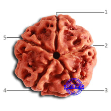 Load image into Gallery viewer, 5 Mukhi Rudraksha from Nepal - Bead No. 407
