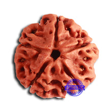 Load image into Gallery viewer, 5 Mukhi Rudraksha from Nepal - Bead No. 407
