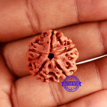 Load image into Gallery viewer, 5 Mukhi Rudraksha from Nepal - Bead No. 407
