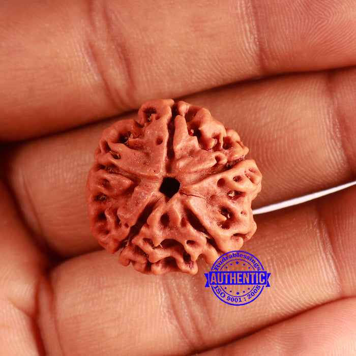 5 Mukhi Rudraksha from Nepal - Bead No. 407