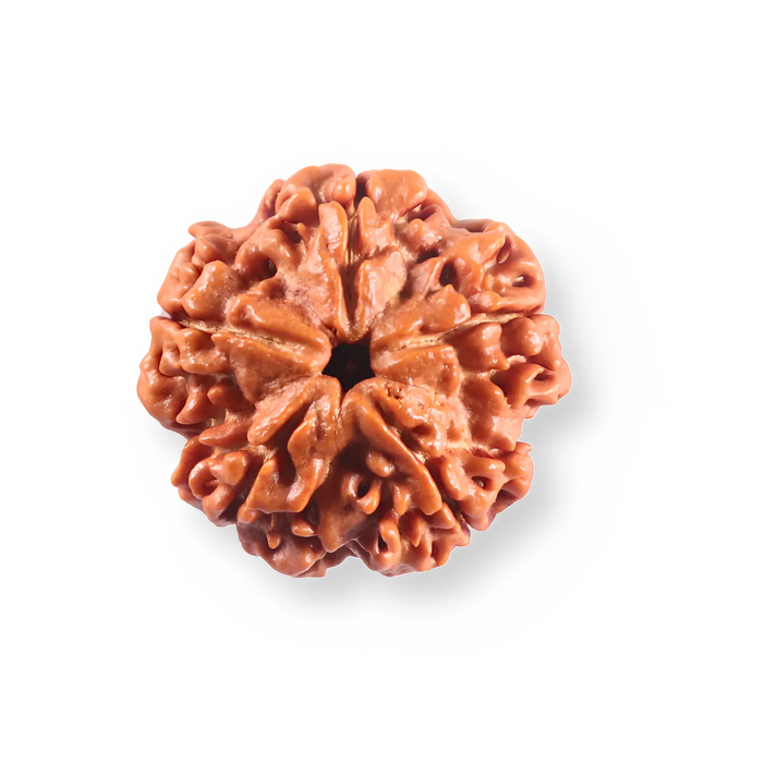 5 Mukhi Rudraksha from Nepal - Bead No. 500