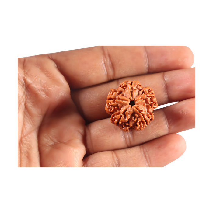 5 Mukhi Rudraksha from Nepal - Bead No. 500