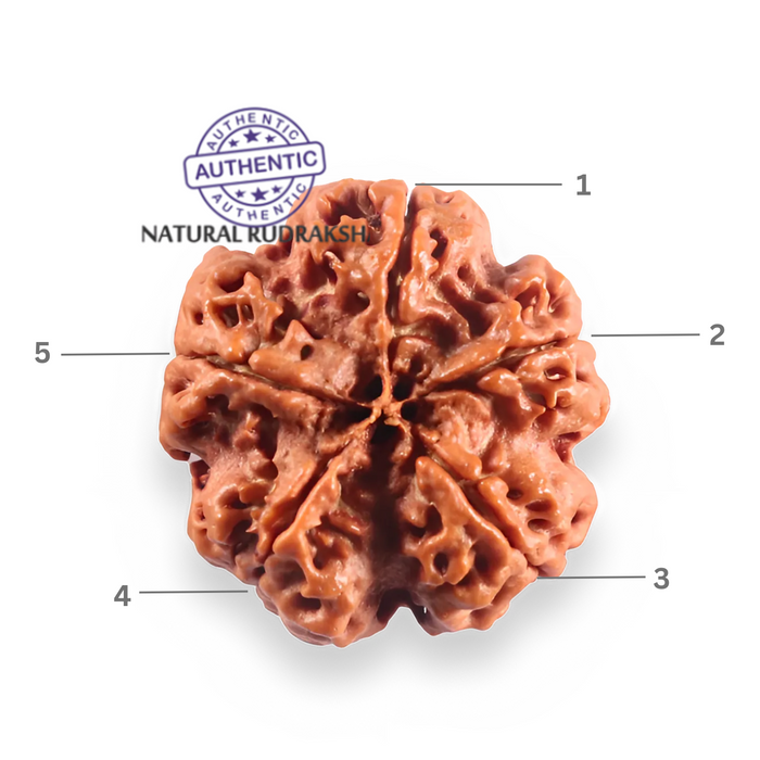 5 Mukhi Rudraksha from Nepal - Bead No. 501