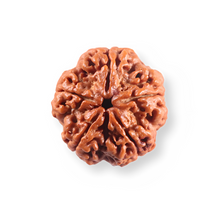 Load image into Gallery viewer, 5 Mukhi Rudraksha from Nepal - Bead No. 502
