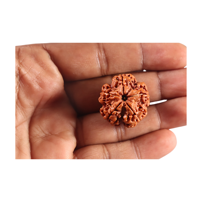 5 Mukhi Rudraksha from Nepal - Bead No. 501