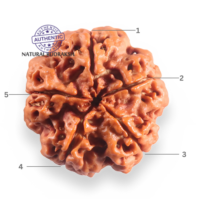 5 Mukhi Rudraksha from Nepal - Bead No. 502