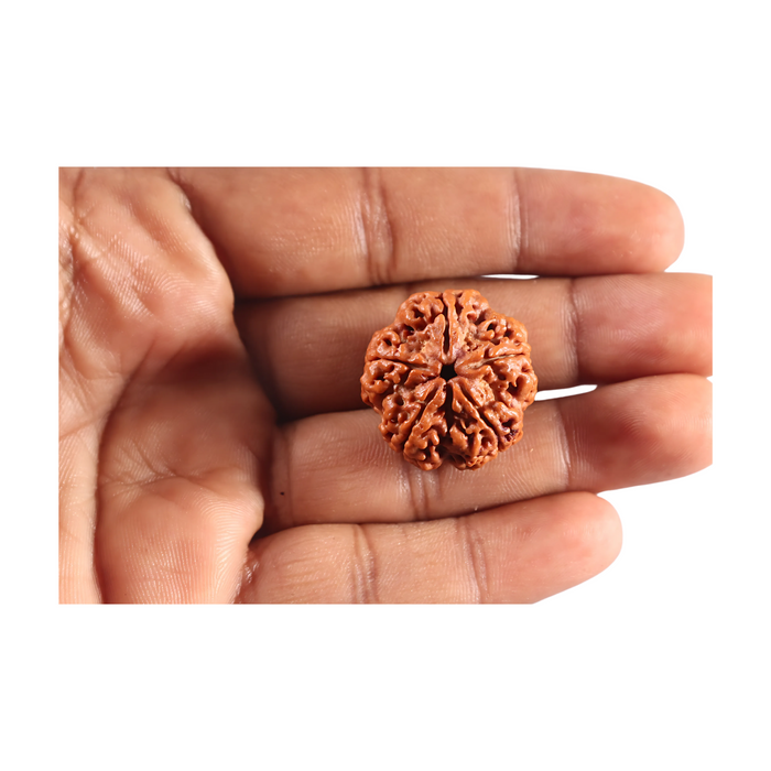 5 Mukhi Rudraksha from Nepal - Bead No. 502