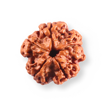 Load image into Gallery viewer, 5 Mukhi Rudraksha from Nepal - Bead No. 503
