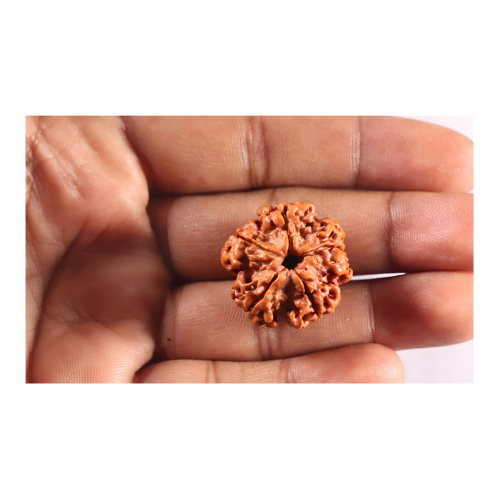 5 Mukhi Rudraksha from Nepal - Bead No. 503