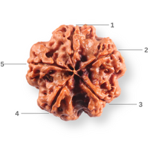 Load image into Gallery viewer, 5 Mukhi Rudraksha from Nepal - Bead No. 504
