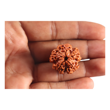 Load image into Gallery viewer, 5 Mukhi Rudraksha from Nepal - Bead No. 504
