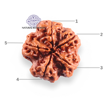 Load image into Gallery viewer, 5 Mukhi Rudraksha from Nepal - Bead No. 505
