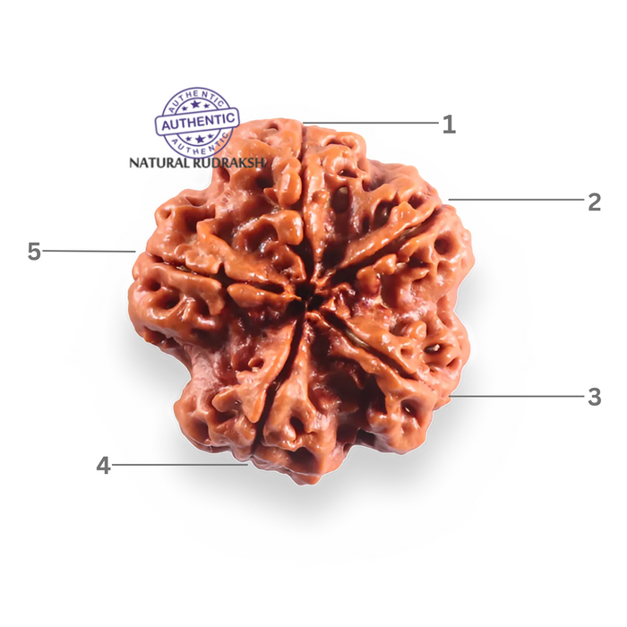 5 Mukhi Rudraksha from Nepal - Bead No. 505