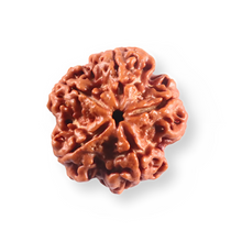 Load image into Gallery viewer, 5 Mukhi Rudraksha from Nepal - Bead No. 505
