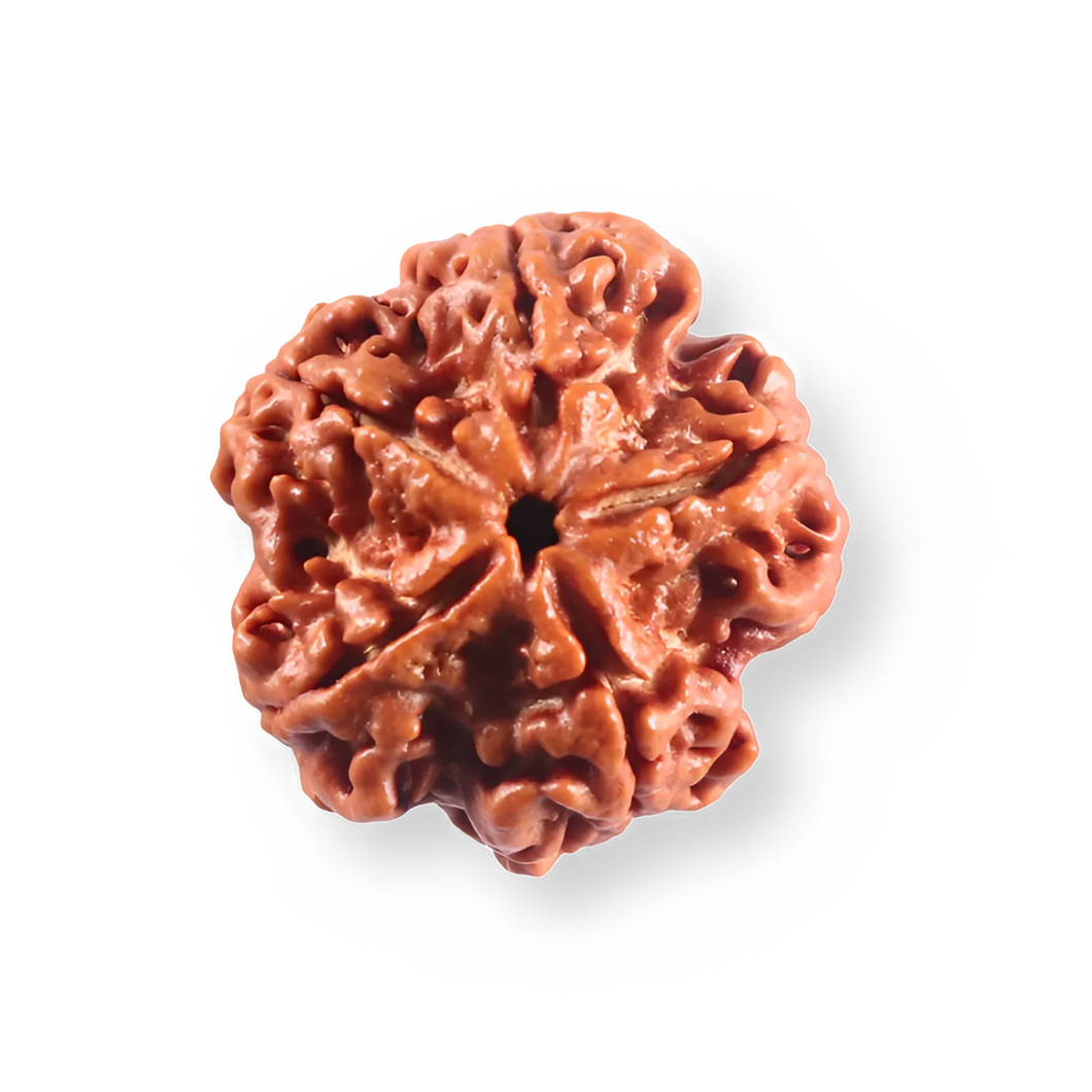 5 Mukhi Rudraksha from Nepal - Bead No. 505