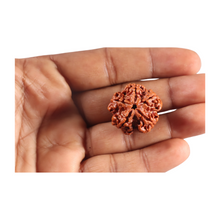 Load image into Gallery viewer, 5 Mukhi Rudraksha from Nepal - Bead No. 505
