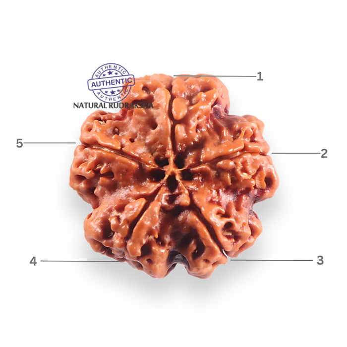 5 Mukhi Rudraksha from Nepal - Bead No. 506