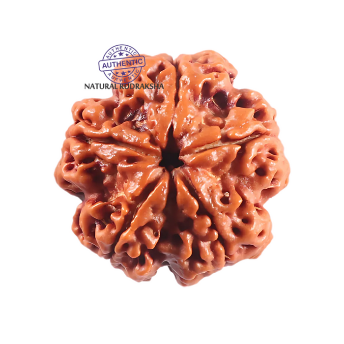 5 Mukhi Rudraksha from Nepal - Bead No. 506