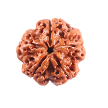 Load image into Gallery viewer, 5 Mukhi Rudraksha from Nepal - Bead No. 507

