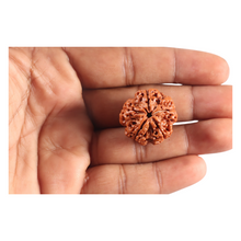 Load image into Gallery viewer, 5 Mukhi Rudraksha from Nepal - Bead No. 507
