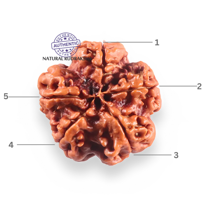 5 Mukhi Rudraksha from Nepal - Bead No. 508