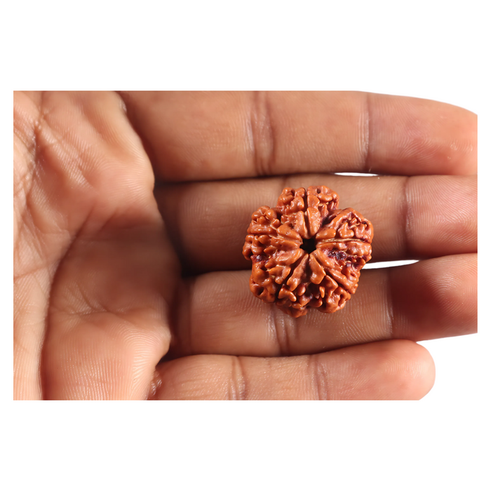 5 Mukhi Rudraksha from Nepal - Bead No. 508