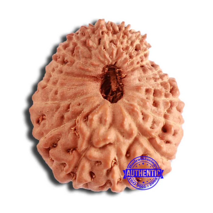 20 Mukhi Indonesian Rudraksha - Bead 88
