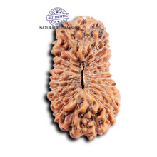 Load image into Gallery viewer, 20 Mukhi Indonesian Rudraksha - Bead 100
