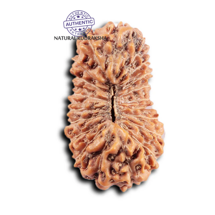 20 Mukhi Indonesian Rudraksha - Bead 100